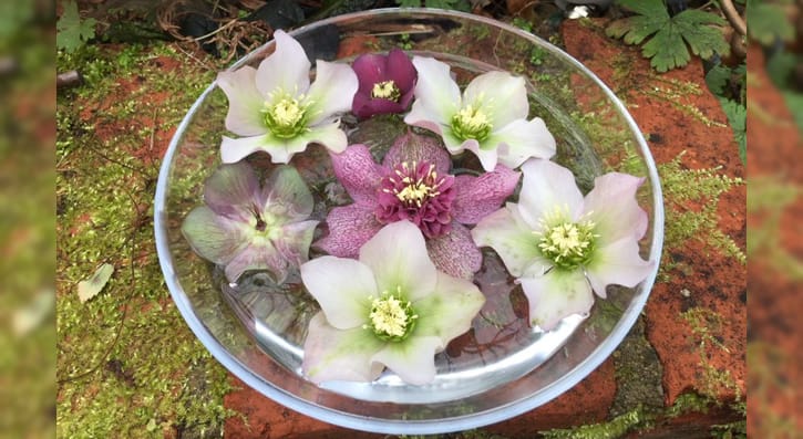 hellebores